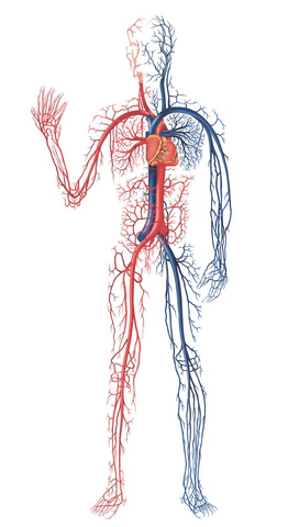 v system vascular